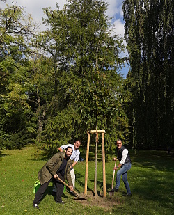 Adrian Frick, Sachgebietsleiter Grün, Fabian Roßmanith, Abteilungsleiter Grün und Umwelt, und Oberbürgermeister Markus Ibert (von links) pflanzen eine Rot-Eiche im Lahrer Stadtpark.