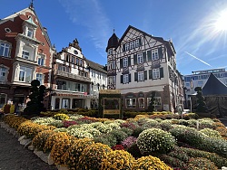 Beet mit Chrysanthemen vor Fachwerkhaus in der Lahrer Innenstadt