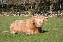 Schottisches Hochlandrind