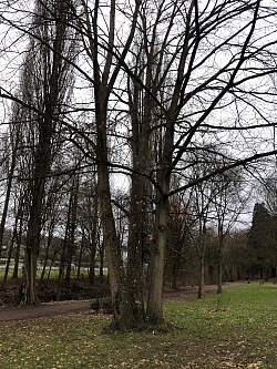 Foto der dreistämmigen Eiche am Rosenweg in Lahr 