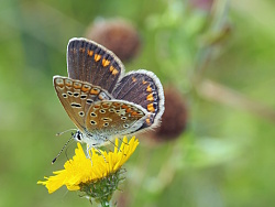 Ein Tagfalter Hauhechel-Bläuling sitzt auf einem Flohkraut 