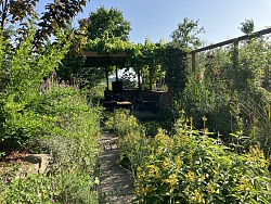 Auf dem Bild sieht man einen Garten mit üppigem Grün