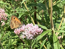 Auf dem Bild sieht man einen Schmetterling auf einer Blüte