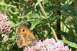 Auf dem Bild sieht man einen Schmetterling auf einer Blüte