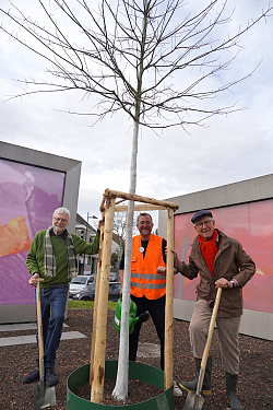 Auf dem Foto sieht man von links Claus Vollmer, Fabian Roßmanith und Dr. Wolfgang G. Müller beim pflanzen eine Eiche auf der Mittelinsel des Kreisverkehrs Gärtnerstraße/Friedrichstraße/Burgheimer Straße