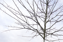Auf dem Foto sieht man von links Claus Vollmer, Fabian Roßmanith und Dr. Wolfgang G. Müller beim pflanzen eine Eiche auf der Mittelinsel des Kreisverkehrs Gärtnerstraße/Friedrichstraße/Burgheimer Straße