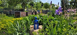Blick in den interkulturellen Garten