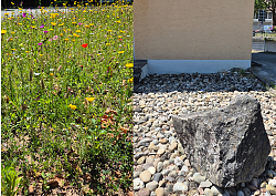 Links blühende Wildblumenwiese, rechts Schotterfläche mit großem Felsen vor einer Hauswand