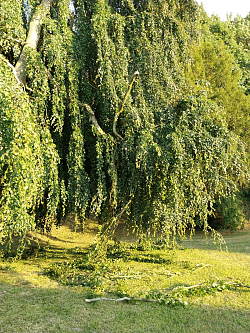 Das Foto zeigt die beschädigte Rotbuche im Friedrich-Maurer-Park Lahr