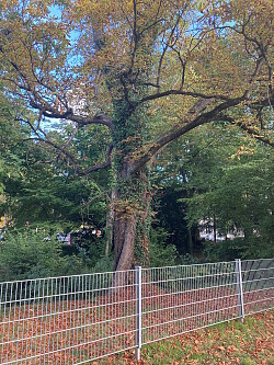 Kastanie im Werderpark Lahr