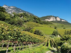 Reblandschaft bei Kurtatsch an der Südtiroler Weinstraße