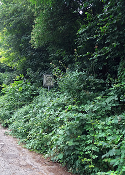 Ein zugewachsenes 30er-Schild