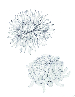 Sonderausstellung Chrysanthema Maria Dréa - La Fleur Poétique während der Chrysanthema 2025 in Lahr/Schwarzwald