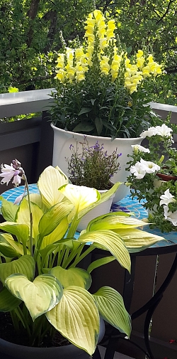 Das Bild zeigt einen mit Blumen dekorierten Balkon im Kanadaring. 