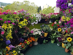 Ein Balkon im Kanadaring, der mit den buntesten Balkonpflanzen üppig bepflanzt ist. 