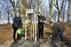 Von der Stadt Lahr pflanzen (von links) Richard Sottru, Oberbürgermeister Dr. Wolfgang G. Müller und Urte Stahl auf dem Schutterlindenberg den Baum des Jahres. Alle Drei halten einen Spaten in der Hand und lächeln in die Kamera. 