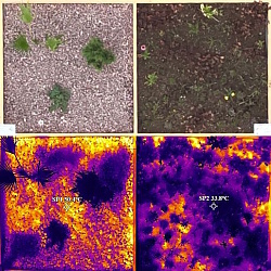 Schotter- u. Naturgartenvergleichsbild Hitzeentwicklung anhand Thermoaufnahme