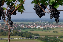 Blick vom Schutterlindenberg auf Hugsweier