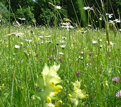 Eine Wiese mit bunten Blumen, im Hintergrund dunkler Tannenwald