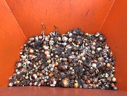 Blumenzwiebeln verschiedener Arten