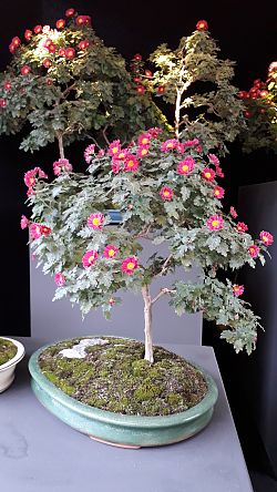Während der Chrysanthema 2018 stellt die Stadt Lahr erstmals Chrysanthemen-Bonsais aus. Das Bild zeigt ein Chrysanthemen-Bonsai mit roten Blüten, gezogen als ein Bäumchen. 