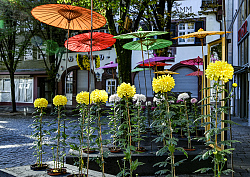 Gelbe Langstielige Chrysanthemen und Japanische bunte Schirmchen, zusammen auf einem Themenbeet.