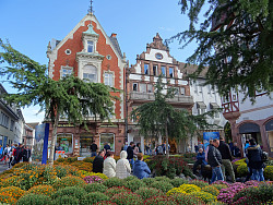 Das Bild zeigt den Sonnenplatz in Lahr mit vielen bunten Chrysanthemen und historischen Gebäuden im Hintergrund. Außerdem befinden sich Besucher auf dem Platz, die die Blütenpracht bewundern.