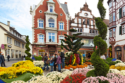 Chrysanthema 2022 farbenfrohes Blütenmeer in der Innenstadt von Lahr