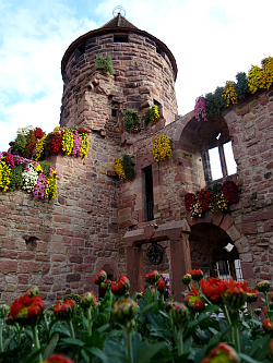 Der Storchenturm von unten fotografiert in blumiger Chrysanthemenpracht. 