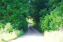 Feldweg im Wald