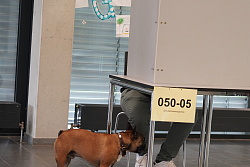 Ein Mann sitzt in der Wahlkabine, daneben steht ein Hund, möglicherweise ein Mops