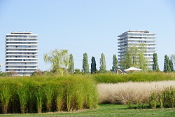 Gräserlandschaft im Seepark