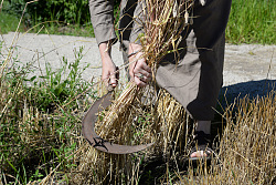 Das Getreide aus den Versuchsgetreidebeeten im Archäobotanischen Garten wurde 2020 mit Sicheln geerntet.