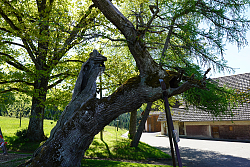Das Foto zeigt die Eiche auf dem Langenhard