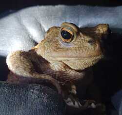 Eine gefundene Erdkröte, die von Helfern gefunden wurde