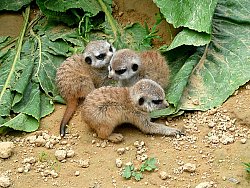 Zu sehen sind drei junge Erdmännchen auf sandigem Boden zwischen großen grünen Blättern.