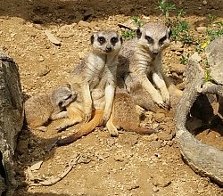 Ein Erdmännchen-Paar sitzt nebeneinander im Sand. Auf dem Bein des einen Tieres liegt der Kopf eines Erdmännchen-Jungen, das schlafend daneben liegt.
