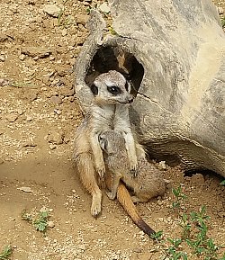 Eine Erdmännchen-Mutter säugt Junges.