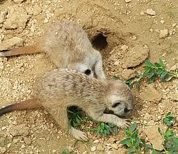 Zwei Erdmännchen-Kinder schnuppern im sandigen Boden.