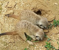 Zwei Erdmännchen-Kinder schnuppern am sandigen Boden.