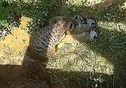 Die drei kleinen Erdmännchen liegen zusammengekuschelt im Halbschatten und schlafen. Ein Eltern-Tier hat den Kopf auf eines der Kleinen gelegt