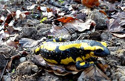 Ein Feuersalamander mit typischer schwarz-gelber Fleckenzeichnung