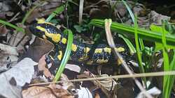 Großaufnahme eines Salamanders