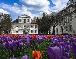 Blick auf Rasenhöhe in ein Beet aus violetten Krokussen und orangen Tulpen, im Hintergrund das Rathaus 1