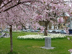 Blick auf den blütenreichen Friedrich-Ebert-Platz
