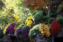 Gelbe, violette, orangene, weinrote und weiße Kaskadenchrysanthemen schmücken die Grotte im Lahrer Stadtpark