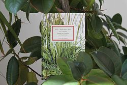 Ein Buch hat sich in einer grünen Palme versteckt. 