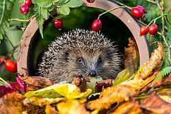 Das Bild zeigt einen Igel, der in einem Rohr sitzt, vor dem Herbstblätter liegen. Um das Rohr herum sieht man rote Hagebutten.