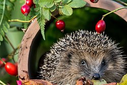 Das Bild zeigt einen Igel, der in einem Rohr sitzt, vor dem Herbstblätter liegen. Um das Rohr herum sieht man rote Hagebutten.