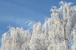 Das Bild zeigt eine vollständig mit einer dünnen Schneeschicht umhüllte Birke an der Ortseinfahrt Langenwinkel.